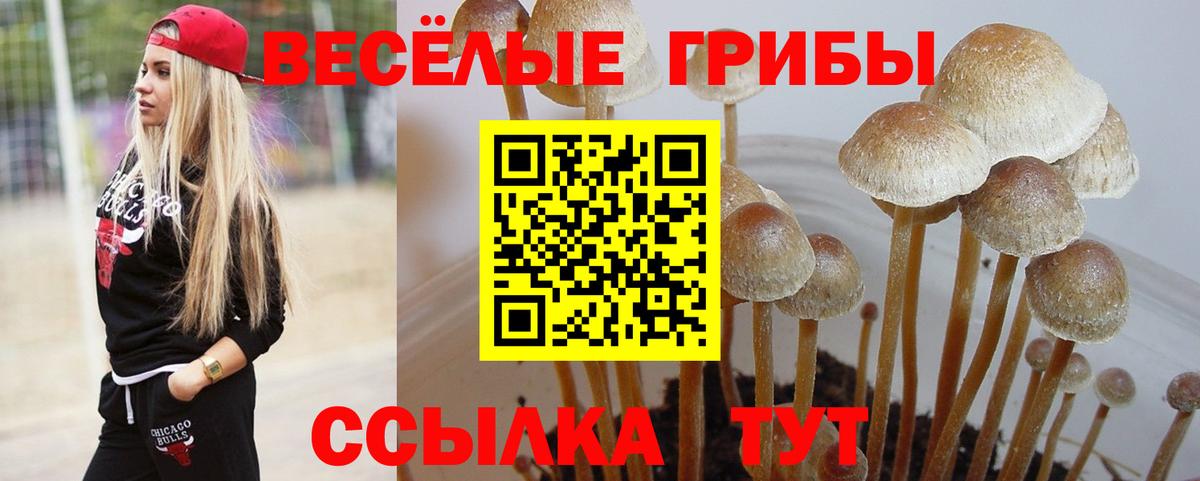 Псилоцибиновые грибы Psilocybe Зеленодольск